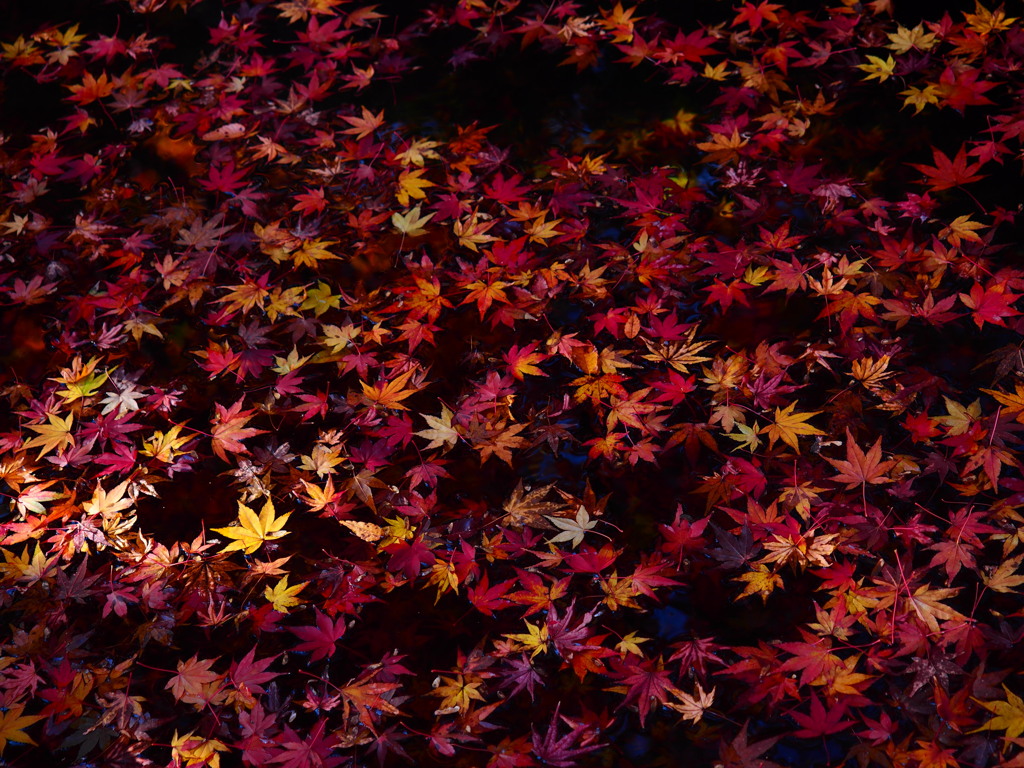 散紅葉。
