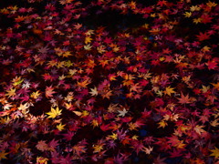 散紅葉。