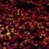 散紅葉。