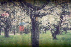雨の梅林。