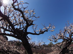 早春。