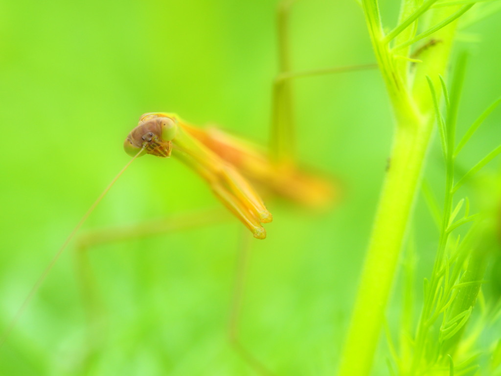 狙う。