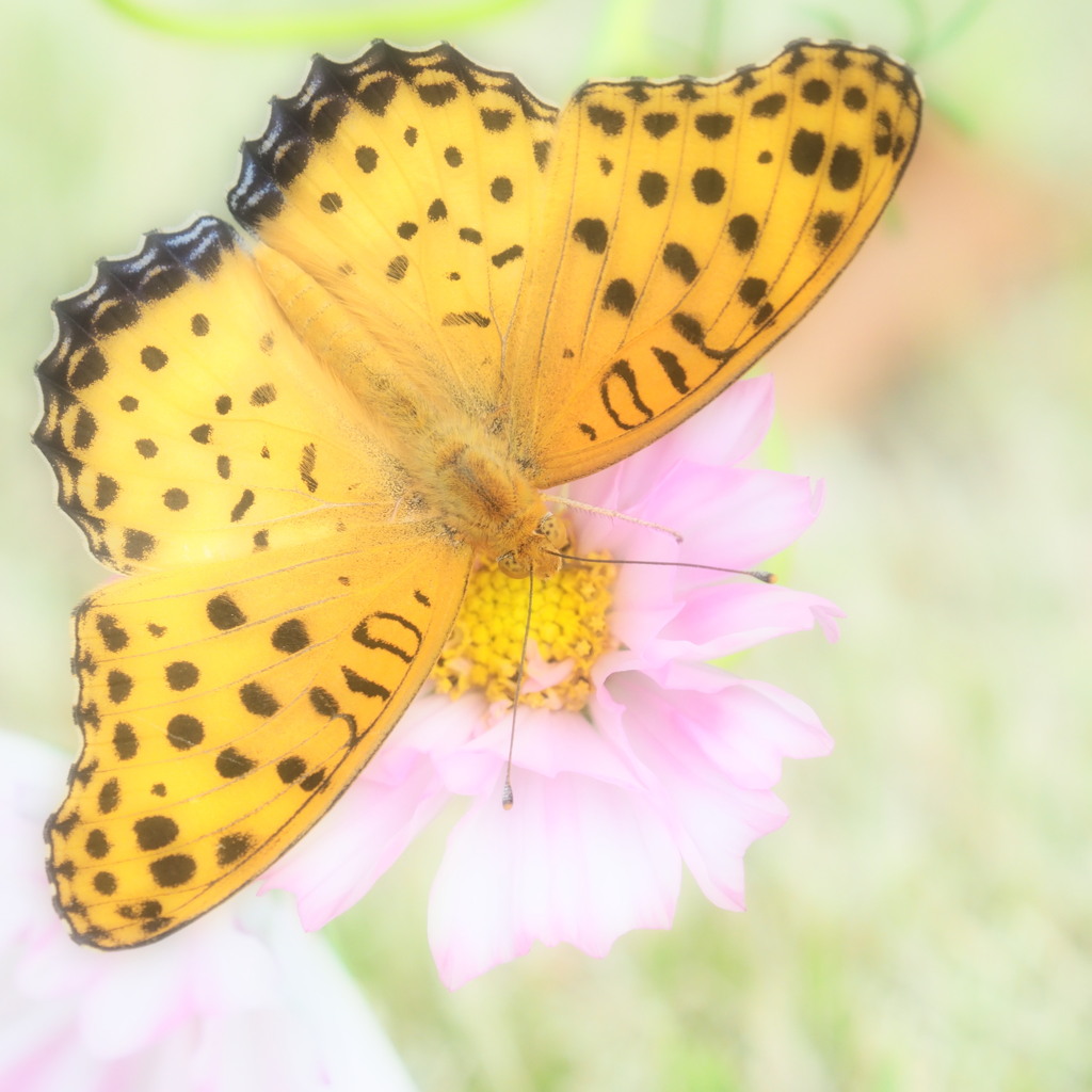 花と蝶。