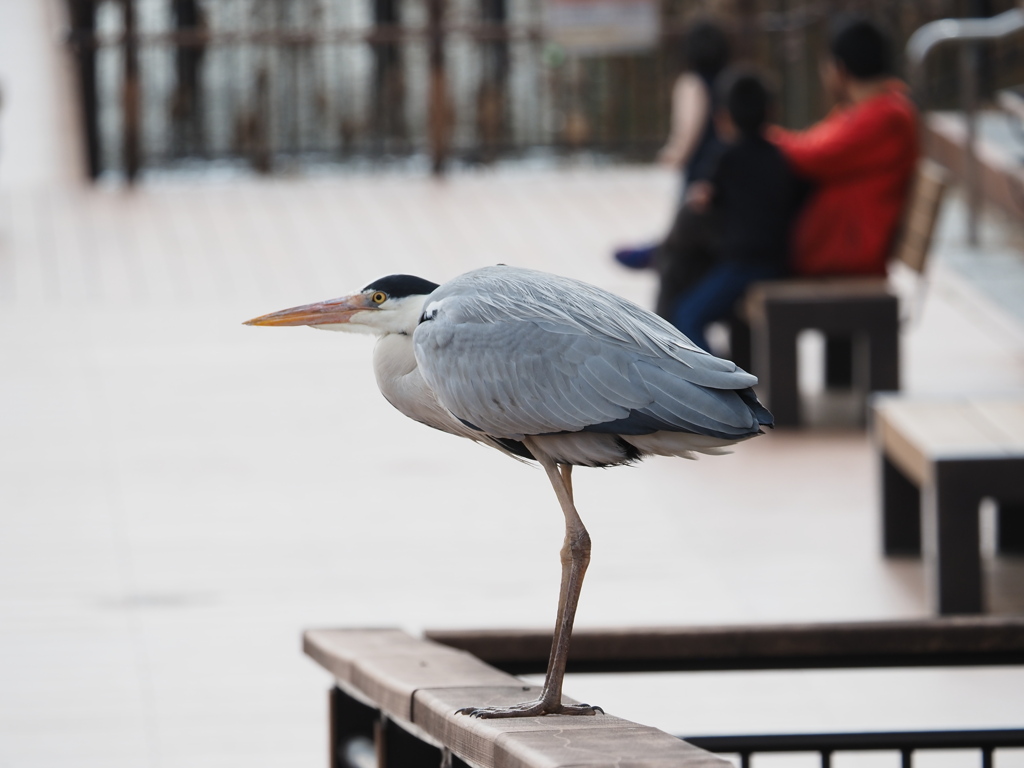 サギが居ますよ。