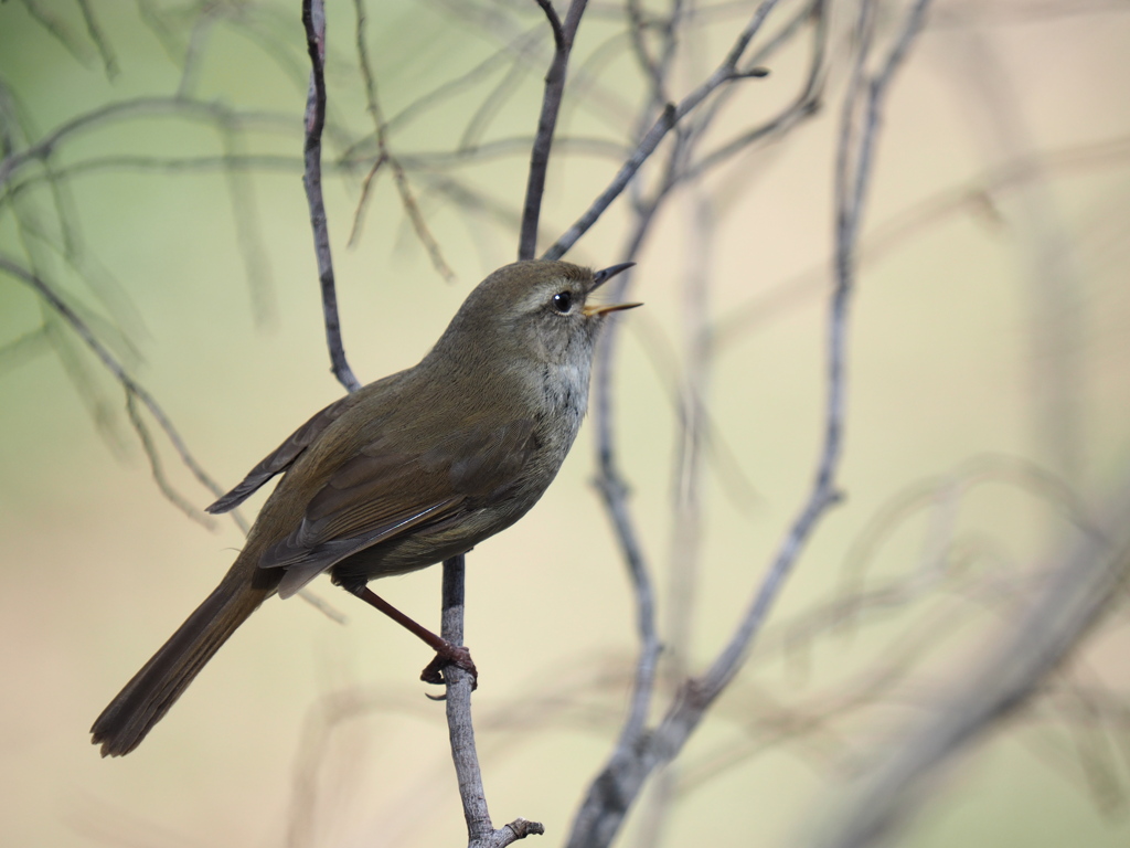 春告鳥。 by モデラー （ID：12311411） - 写真共有サイト:PHOTOHITO