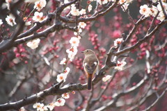 梅は咲いたか。