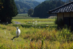 番山羊。