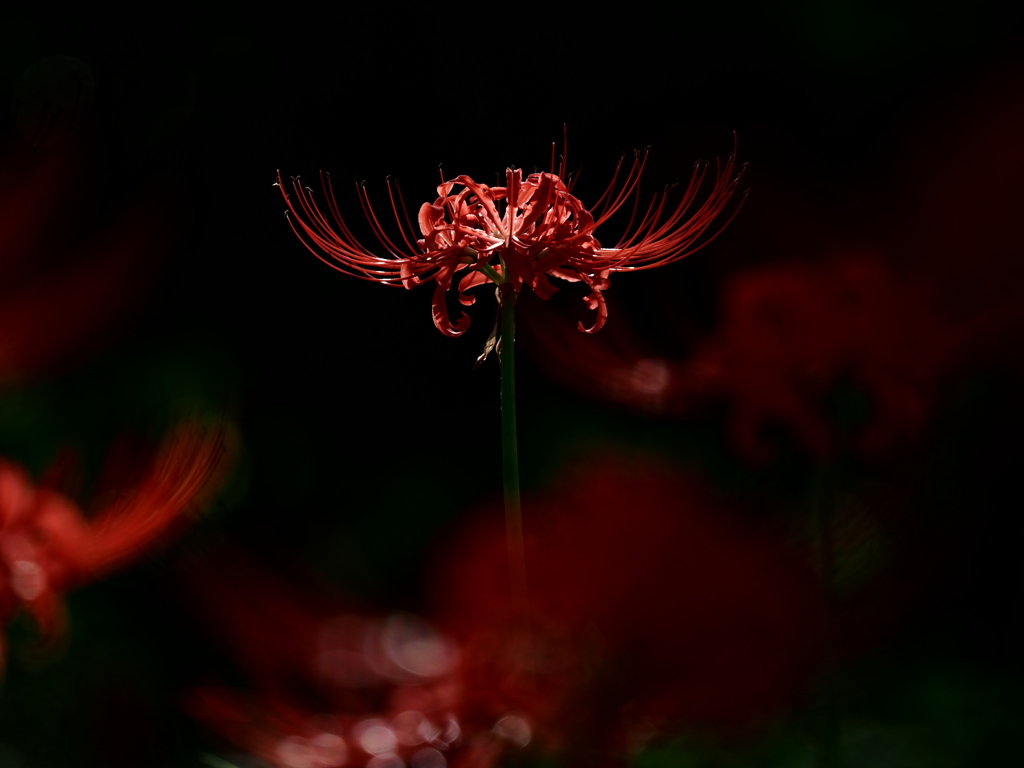曼珠沙華。