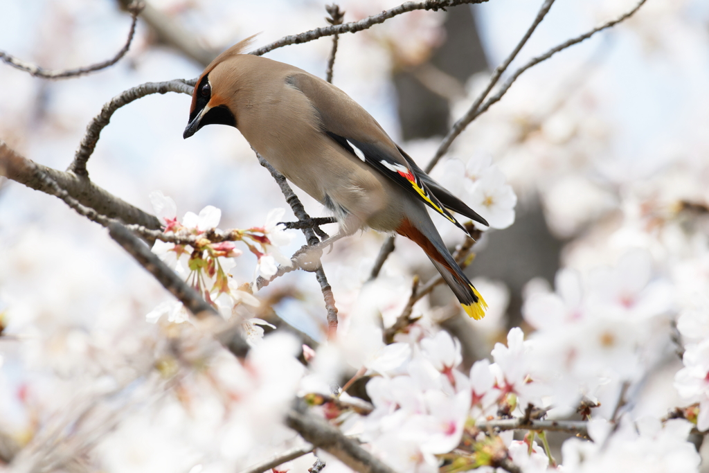 桜キレンジャク