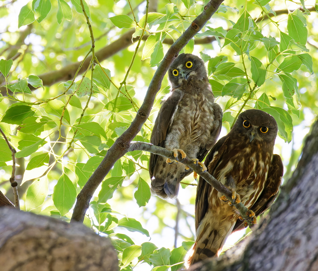 アオバズクの親子