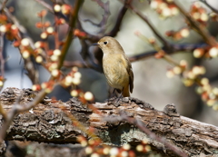 梅ジョウビタキ♀