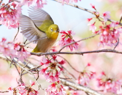 おかめ桜とメジロ