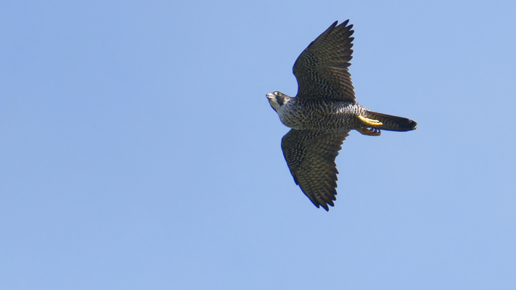 オオハヤブサ？