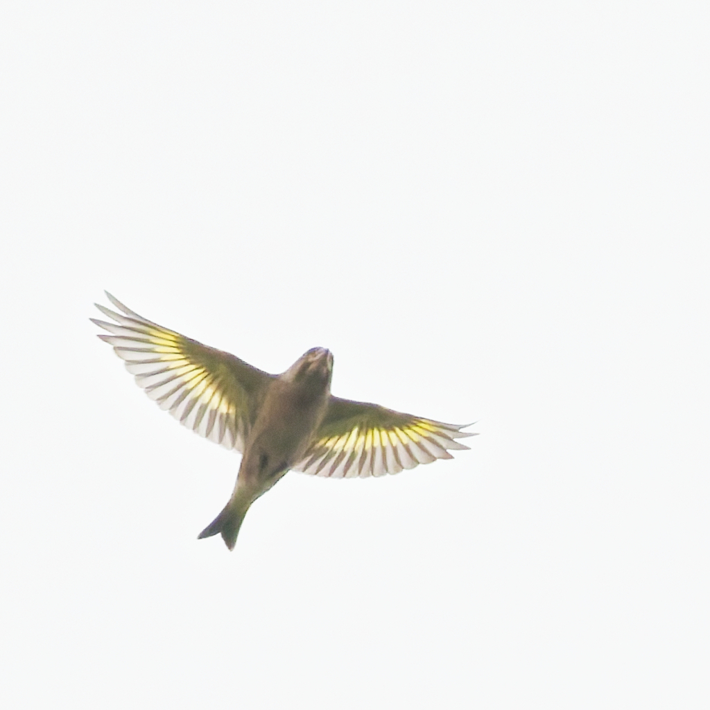 カワラヒワ