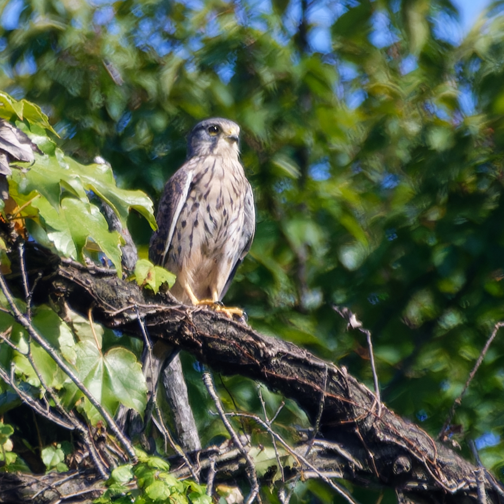 チョウゲンボウ