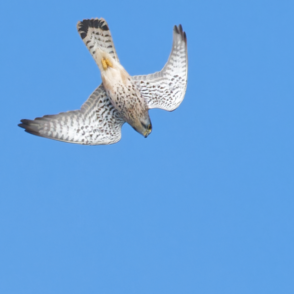 チョウゲンボウ