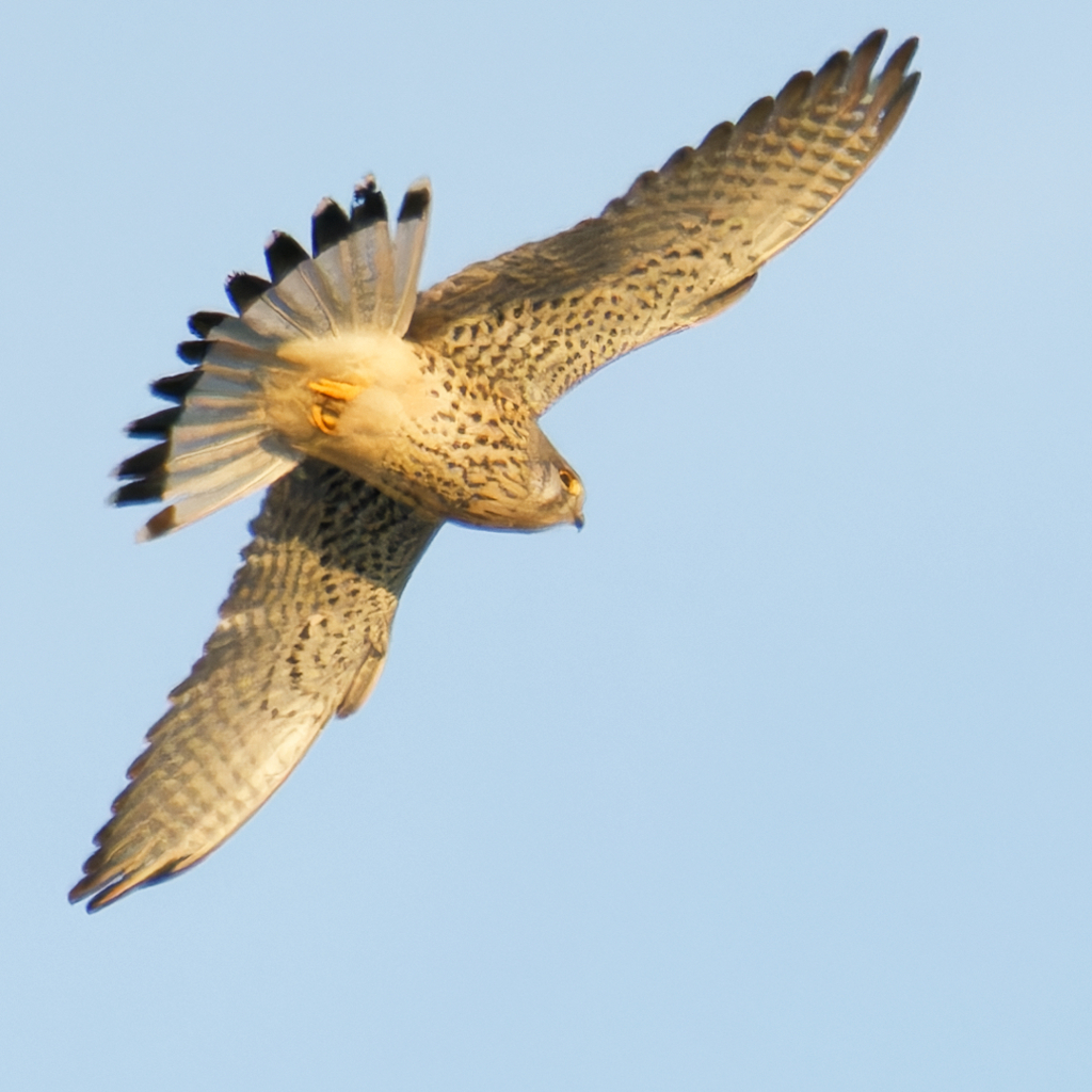 チョウゲンボウ