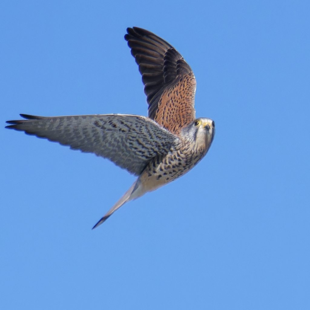 チョウゲンボウ