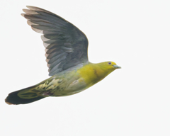 アオバト アオバト