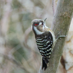 コゲラ♂