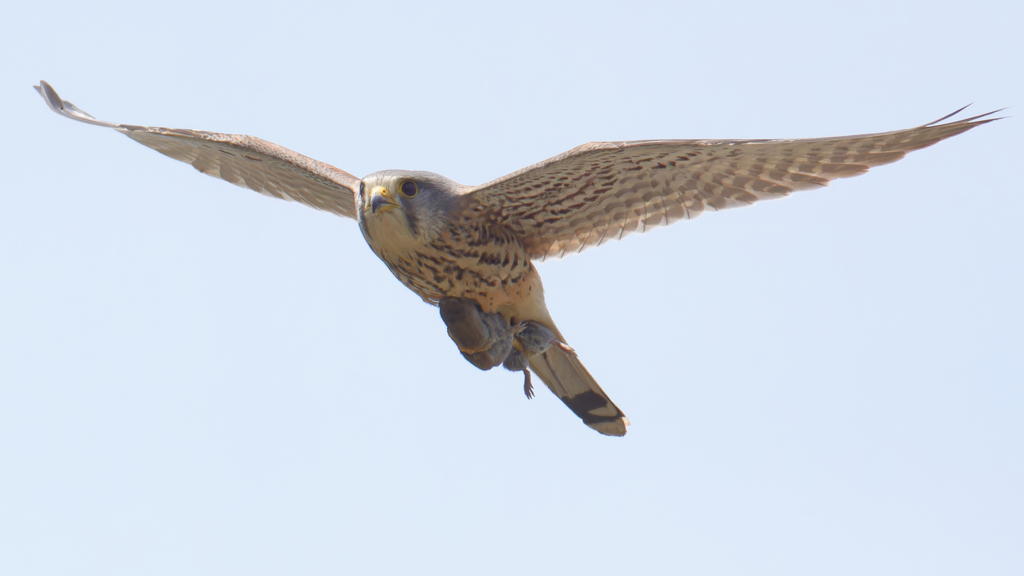 チョウゲンボウ