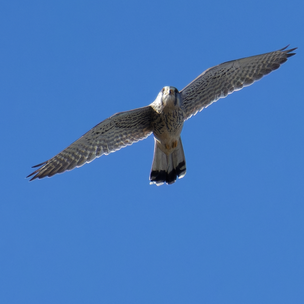 チョウゲンボウ