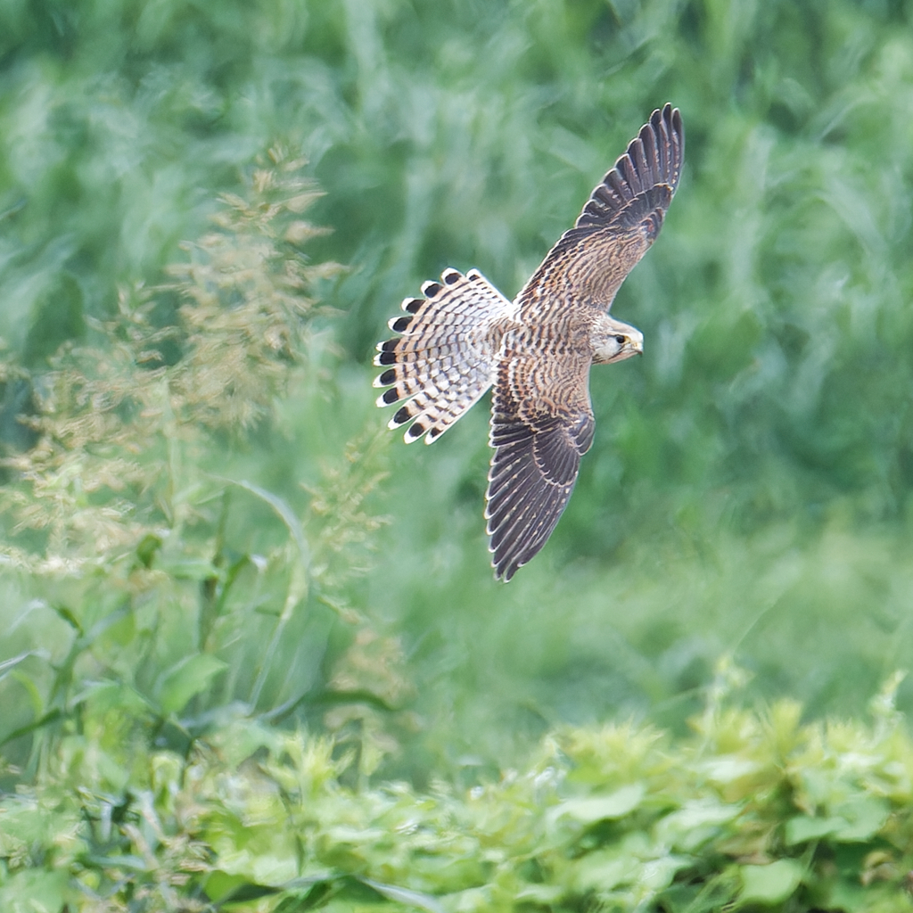 チョウゲンボウ
