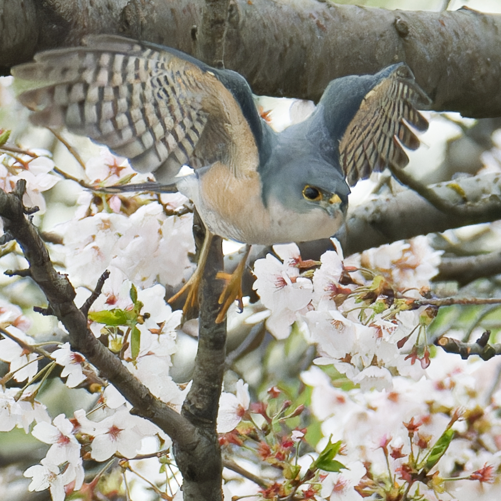 ツミ