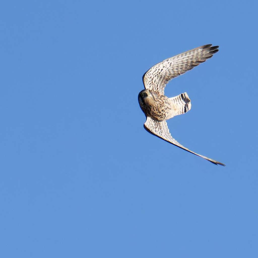 チョウゲンボウ
