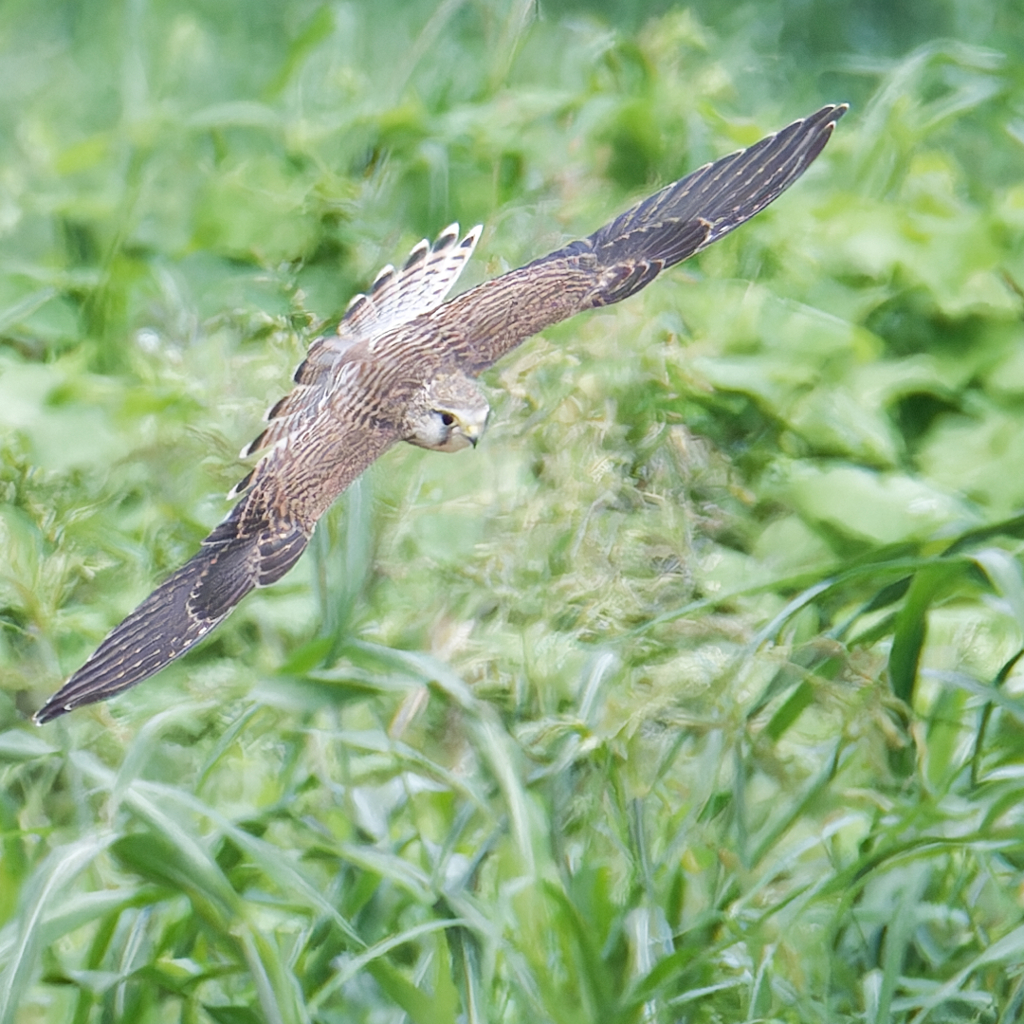 チョウゲンボウ