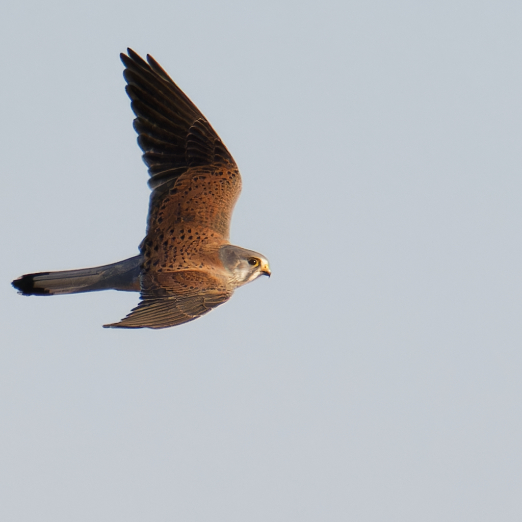 チョウゲンボウ