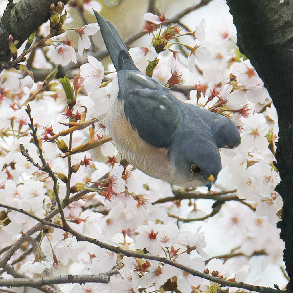 ツミ
