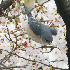 ツミ