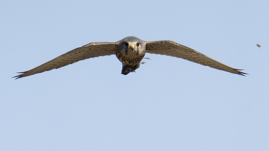 チョウゲンボウ