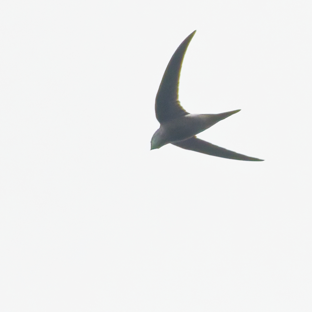 ヒメアマツバメ