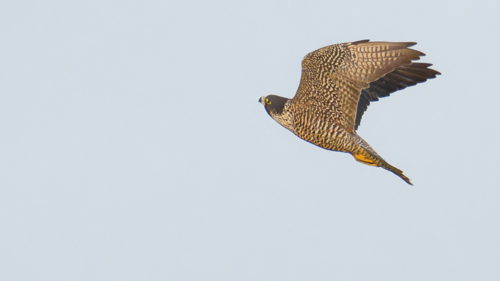 オオハヤブサ？