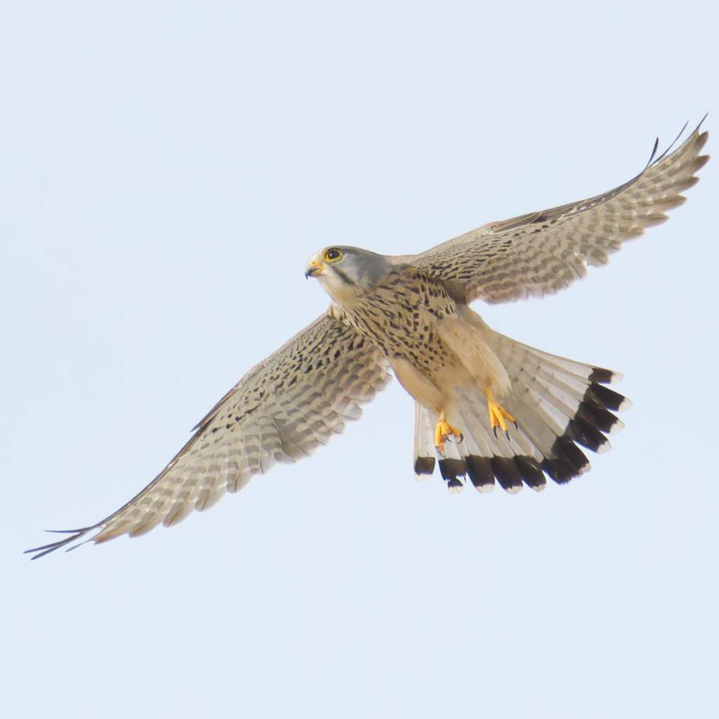 チョウゲンボウ