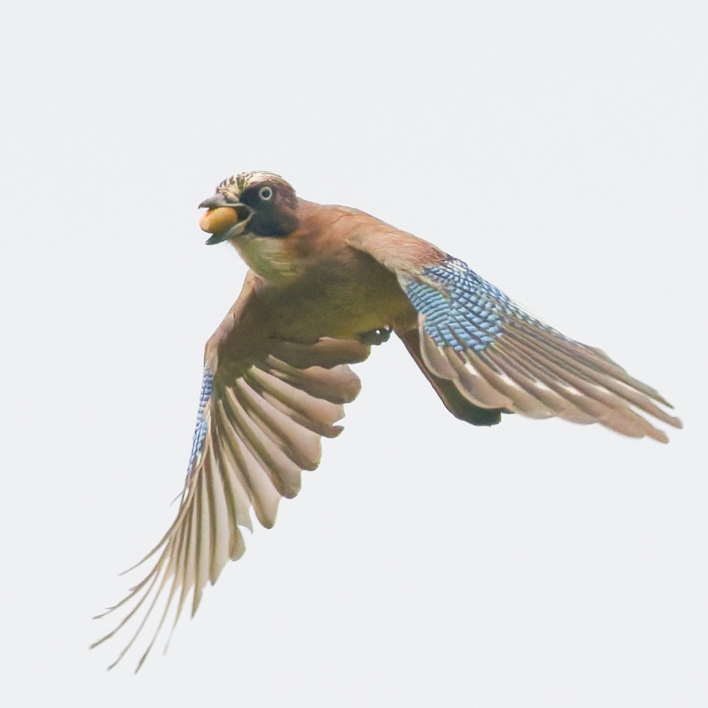 カケス