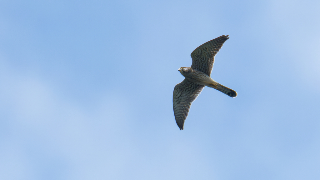 チョウゲンボウ