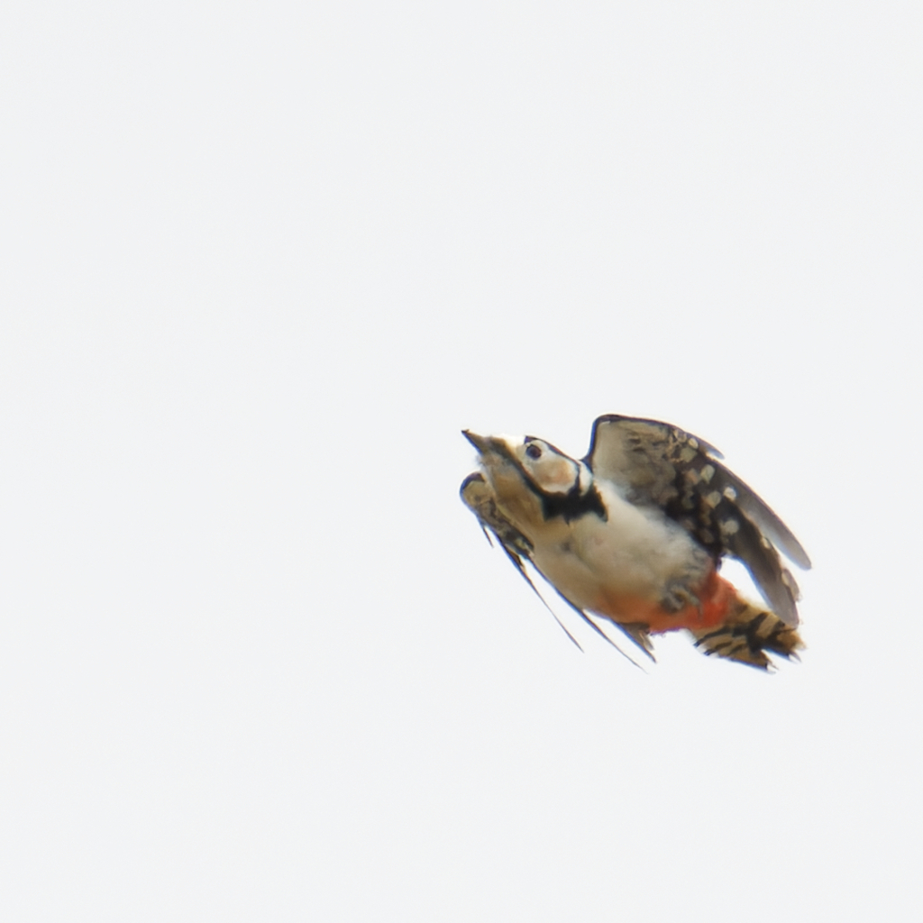 アカゲラ