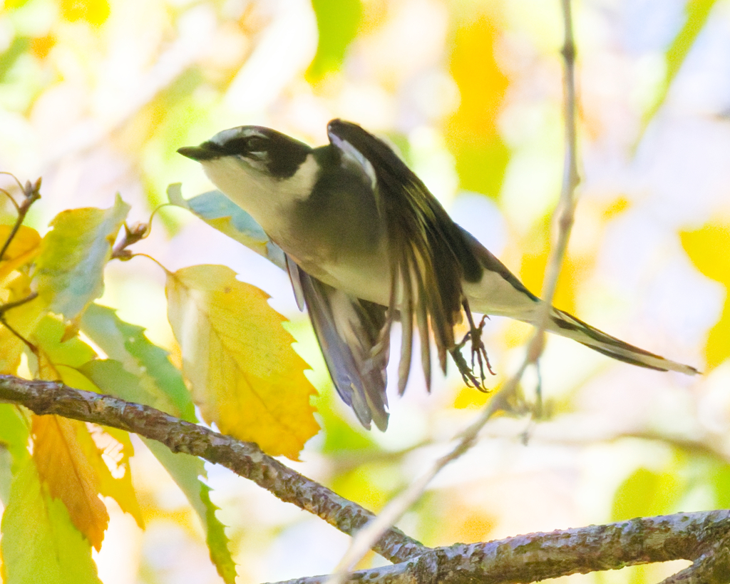 リュウキュウサンショウクイ