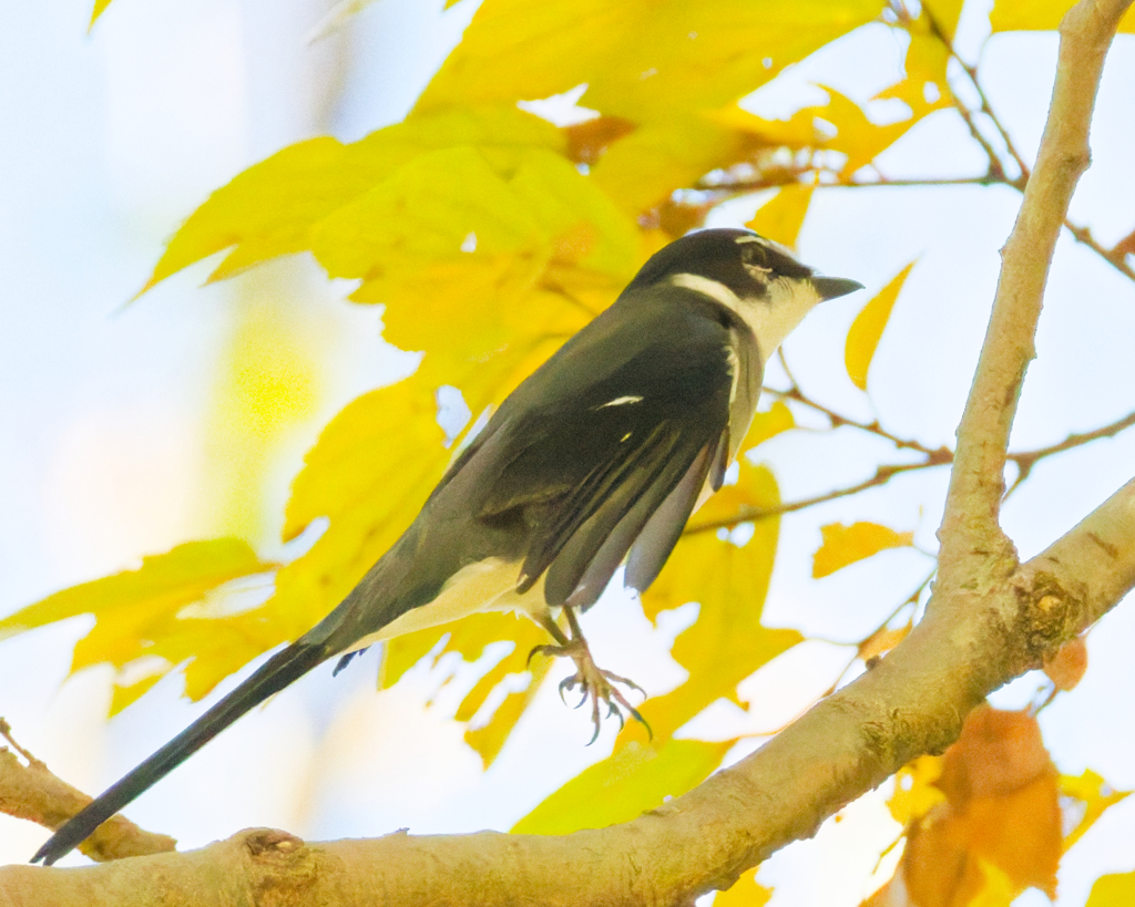 リュウキュウサンショウクイ
