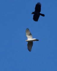 オオタカとカラス