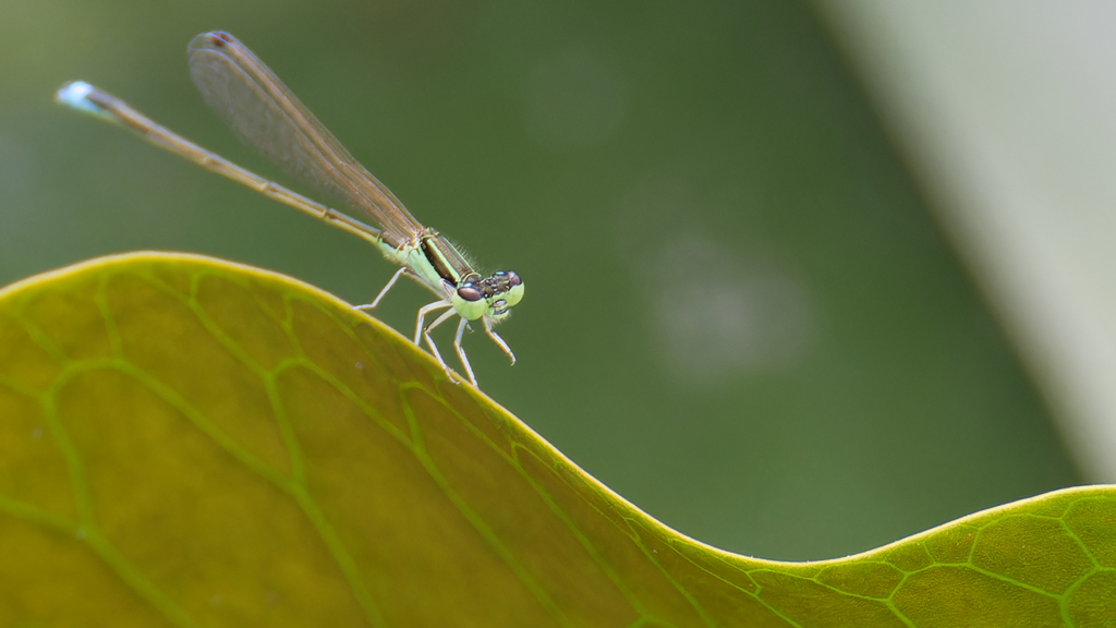 アジアイトトンボ
