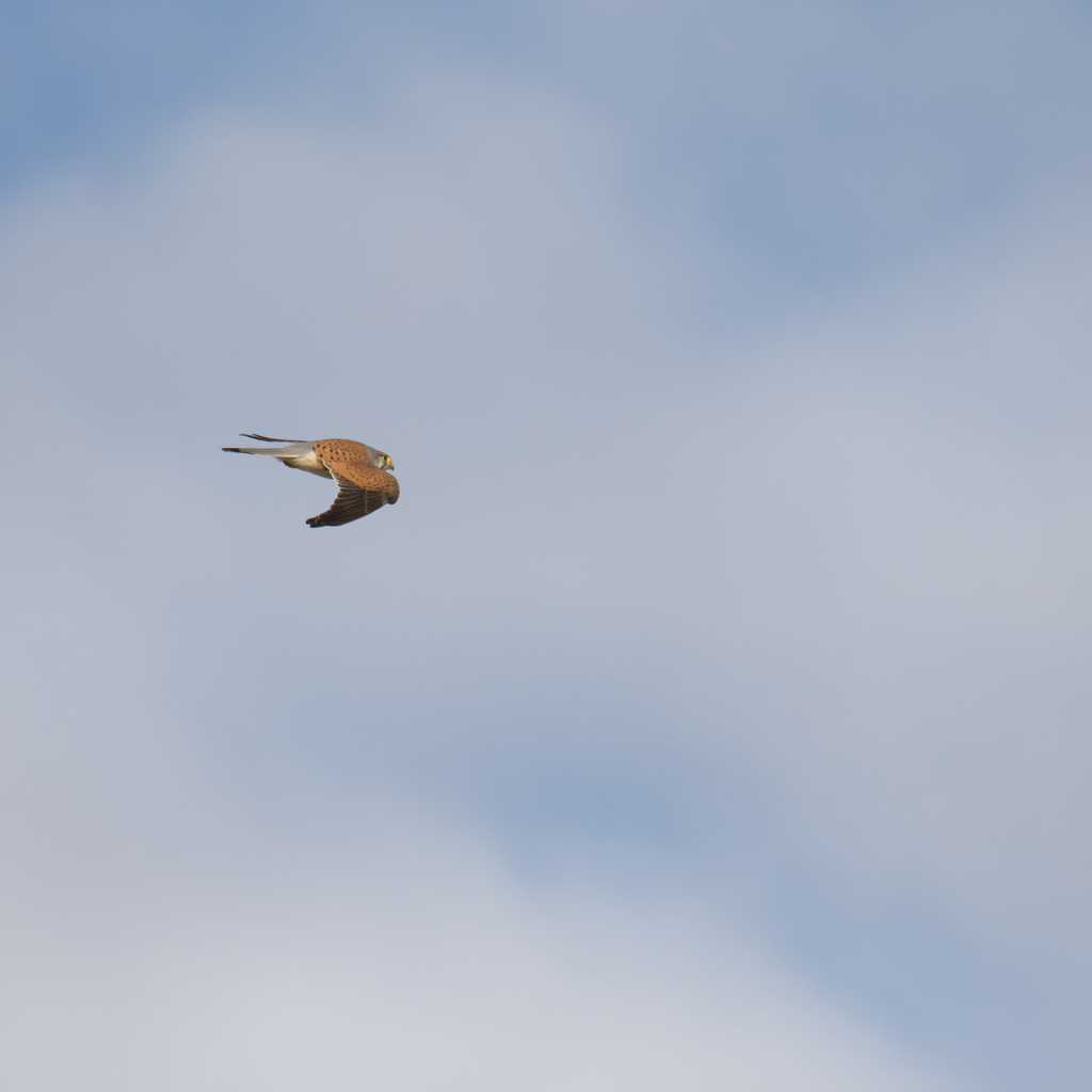 チョウゲンボウ