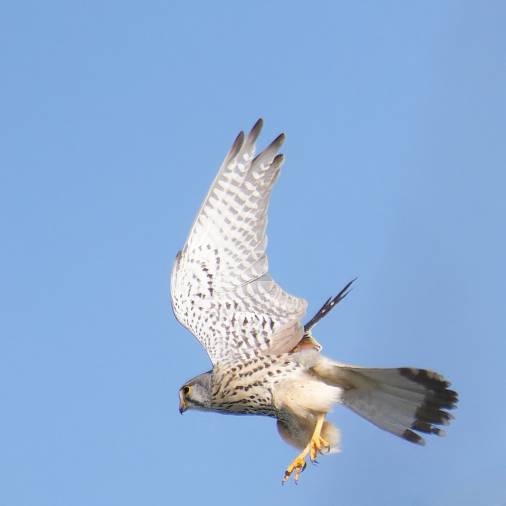 チョウゲンボウ