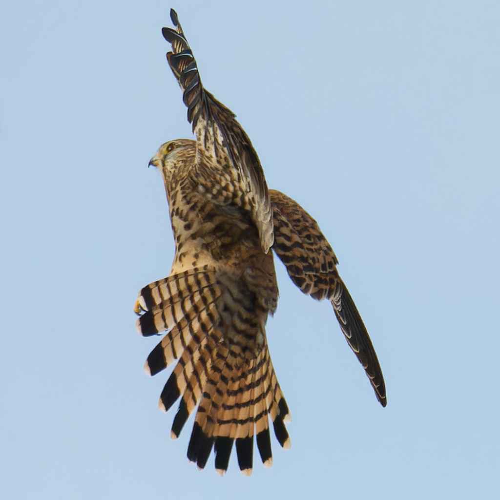 チョウゲンボウ