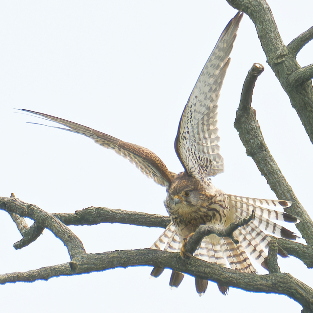 チョウゲンボウ