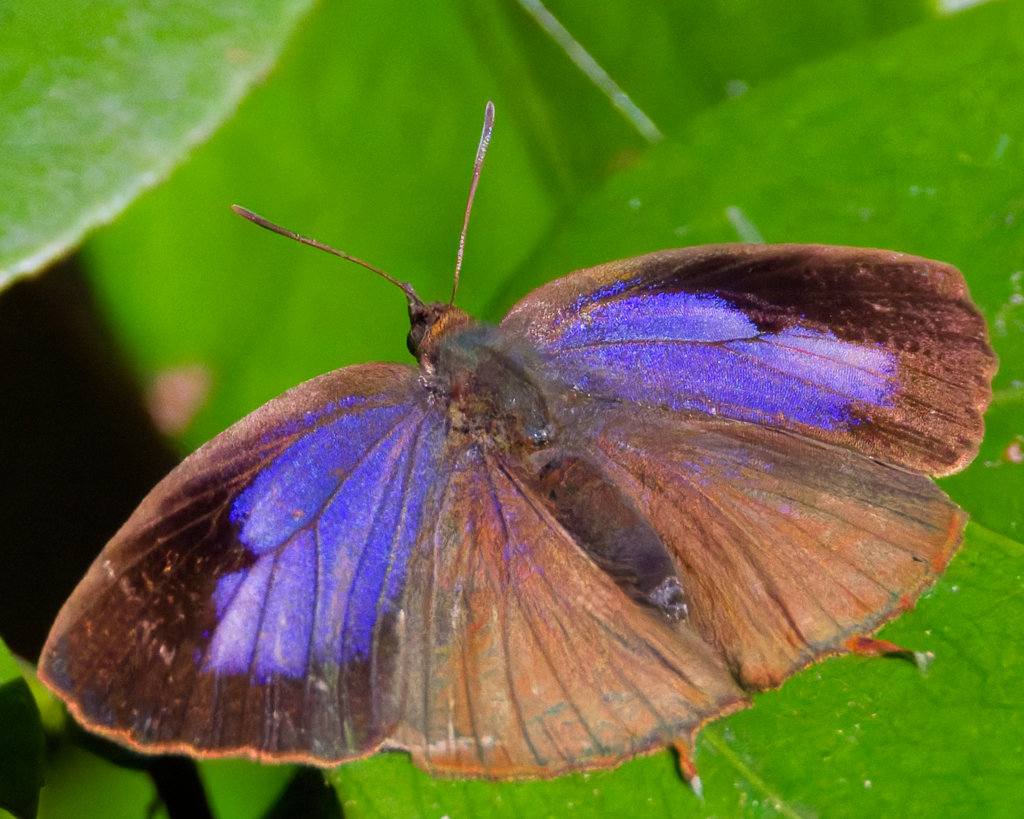 ムラサキツバメ