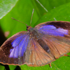ムラサキツバメ